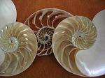 Nautilus pompilius coupé en 3